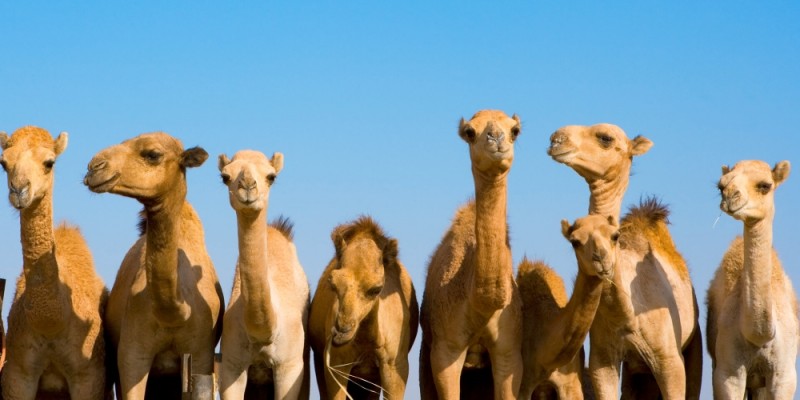 I cammelli di Abramo e i segreti dello Zodiaco